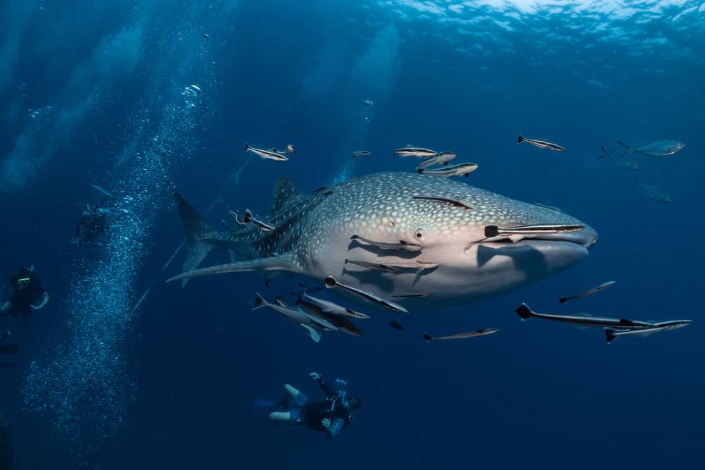 Observation des requins-baleines à Oslob