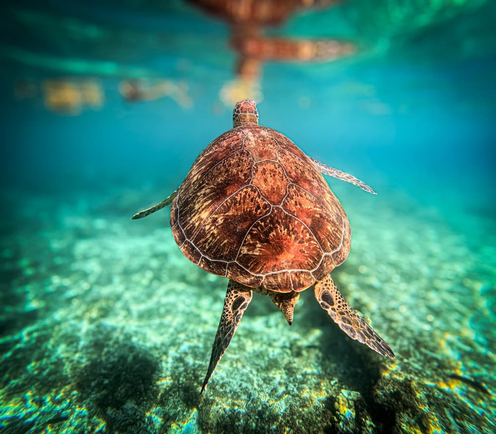 Apo Island